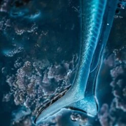 COMBO Leurres Souples Shad Lançon EELO 110 8gr AYU/BLEU -Caperlan combo leurres souples shad lancon eelo 110 8gr ayubleu 2