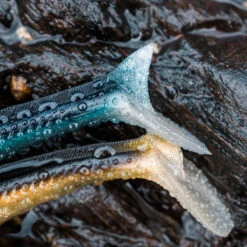 COMBO Leurres Souples Shad Lançon EELO 150 25g AYU/BLEU -Caperlan combo leurres souples shad lancon eelo 150 25g ayubleu 6