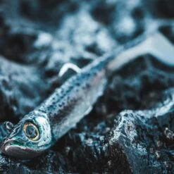 COMBO Leurres Souples Shad Texan ANCHO 120 50g Dos Noir/dos Blanc Pêche En Mer 12 COMBO Leurres Souples Shad Texan ANCHO 120 50g Dos Noir/dos Blanc Pêche En Mer -Caperlan combo leurres souples shad texan ancho 120 50g dos noirdos blanc peche en mer 3