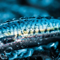 Poisson Nageur SAXTON 75S MAQUEREAU VERT Pêche Au Leurre En Mer -Caperlan poisson nageur saxton 75s maquereau vert peche au leurre en mer 4